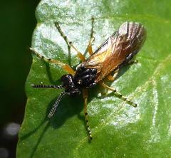 Tenthredinidae