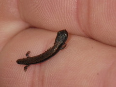Batrachoseps