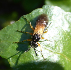 Tenthredinidae