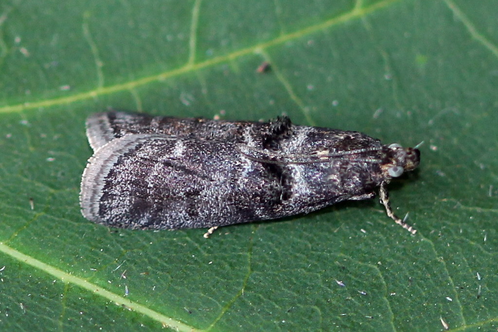 Birch Knot-horn