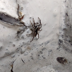 Menemerus bivittatus