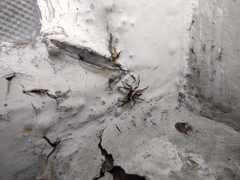 Menemerus bivittatus
