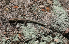 Podarcis muralis maculiventris