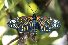 Campylotes histrionicus