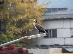 Phalacrocorax carbo