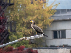 Phalacrocorax carbo