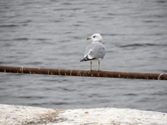 Larus canus