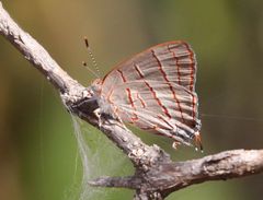 Hemiolaus caeculus caeculus