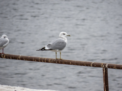 Larus canus