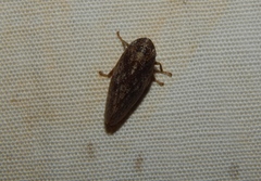 Poophilus