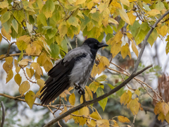 Corvus cornix