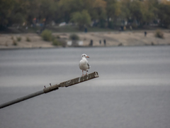 Chroicocephalus ridibundus