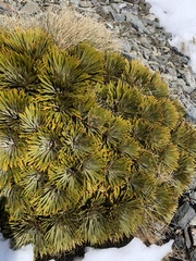 Aciphylla crosby-smithii