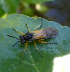 Tenthredinidae