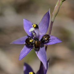Shy Sun Orchid (Thelymitra graminea) · iNaturalist