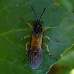 Tenthredinidae