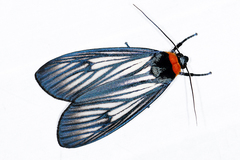 Macrobrochis fukiensis