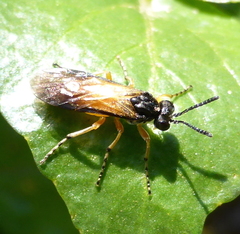 Tenthredinidae