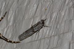 Ceratophaga vastella