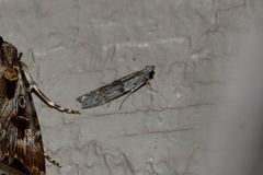 Ceratophaga vastella