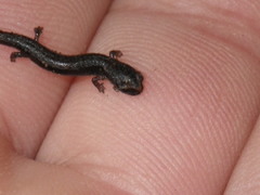 Batrachoseps
