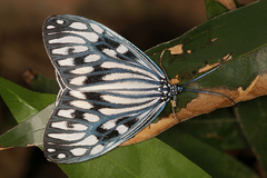 Cyclosia pieridoides