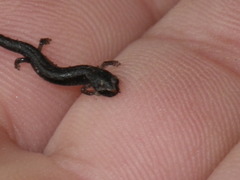 Batrachoseps