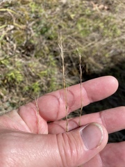 Aristida dichotoma