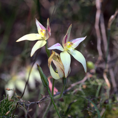 Caladenia × erminea