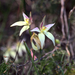 Caladenia × erminea - Photo (c) Hugo Innes,  זכויות יוצרים חלקיות (CC BY), הועלה על ידי Hugo Innes