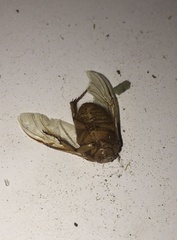 Scarabaeidae