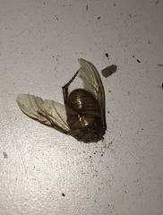 Scarabaeidae