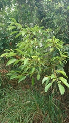 Ficus subpisocarpa
