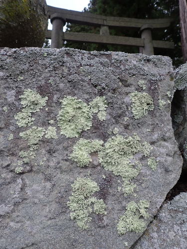 観察された菌類