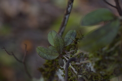 Drymoanthus adversus