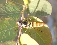 Ischiodon