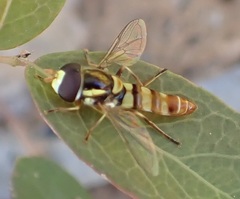 Ischiodon