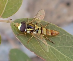 Ischiodon