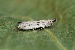 Phycitodes lacteella