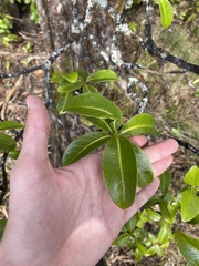 Psychotria mariniana