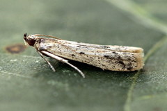 Phycitodes lacteella