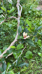 Magnolia figo