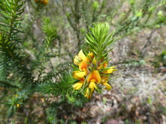 Phyllota grandiflora