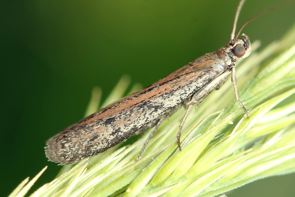 Scarce Clouded Knot-horn