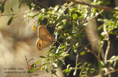 Hypocysta pseudirius