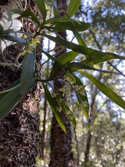 Plectorrhiza tridentata