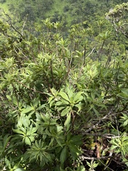 Scaevola gaudichaudiana