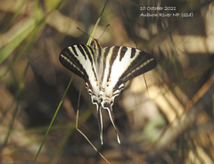 Protographium leosthenes