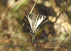 Protographium leosthenes