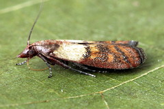 Plodia interpunctella